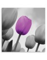 Purple tulip in grey - Canvas prints for living room | FEEBY
