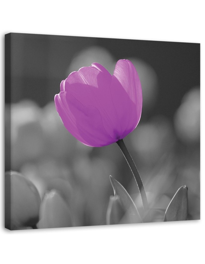 Canvas print Purple tulip