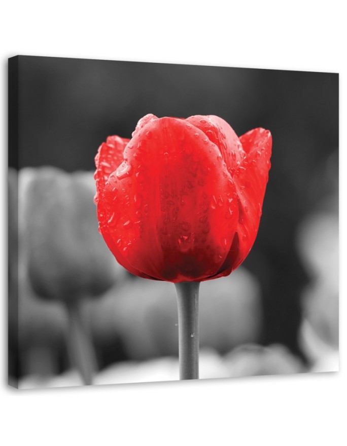 Canvas print Red tulip