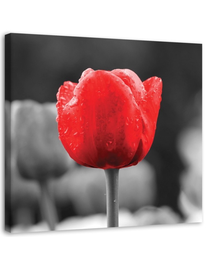 Red tulip - Canvas print | FEEBY