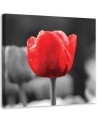 Red tulip - Canvas print | FEEBY