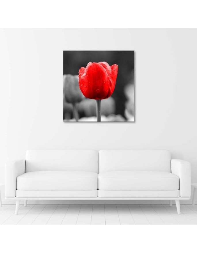 Red tulip - Canvas print | FEEBY