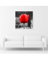 Red tulip - Canvas print | FEEBY