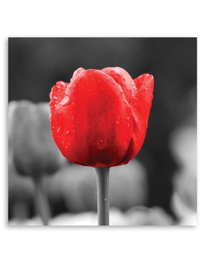 Red tulip - Canvas print | FEEBY