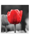 Red tulip - Canvas print | FEEBY