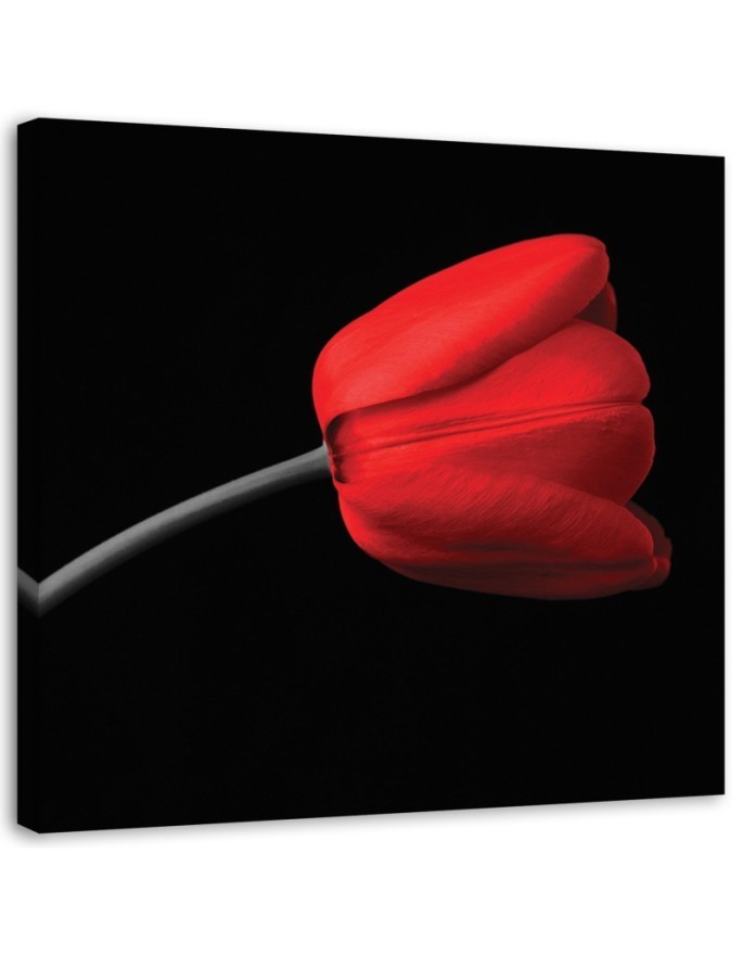 Red tulip flower - Modern Canvas painting for living room | FEEBY