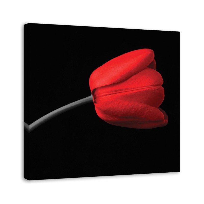 Red tulip flower - Modern Canvas painting for living room | FEEBY