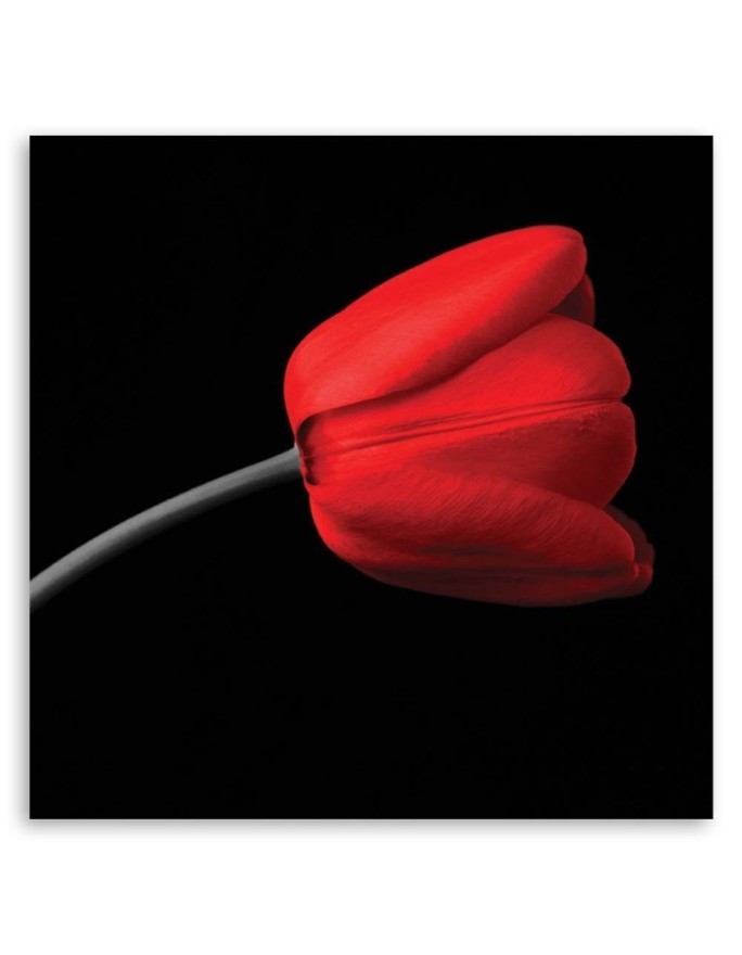 Red tulip flower - Modern Canvas painting for living room | FEEBY