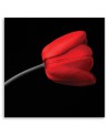 Red tulip flower - Modern Canvas painting for living room | FEEBY