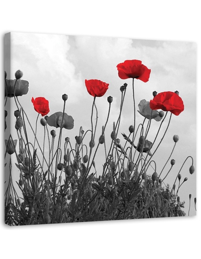Red poppy flowers nature - Canvas prints for living room | FEEBY