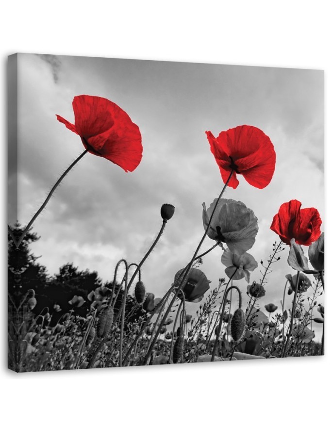 Canvas prints for living room - Poppy flowers in a meadow. Buy now | FEEBY