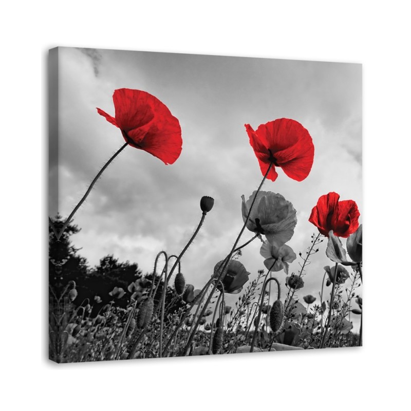 Canvas prints for living room - Poppy flowers in a meadow. Buy now | FEEBY