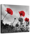 Canvas prints for living room - Poppy flowers in a meadow. Buy now | FEEBY