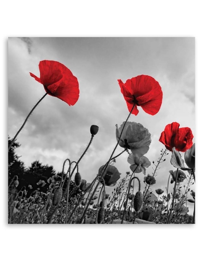 Canvas prints for living room - Poppy flowers in a meadow. Buy now | FEEBY