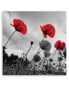 Canvas prints for living room - Poppy flowers in a meadow. Buy now | FEEBY