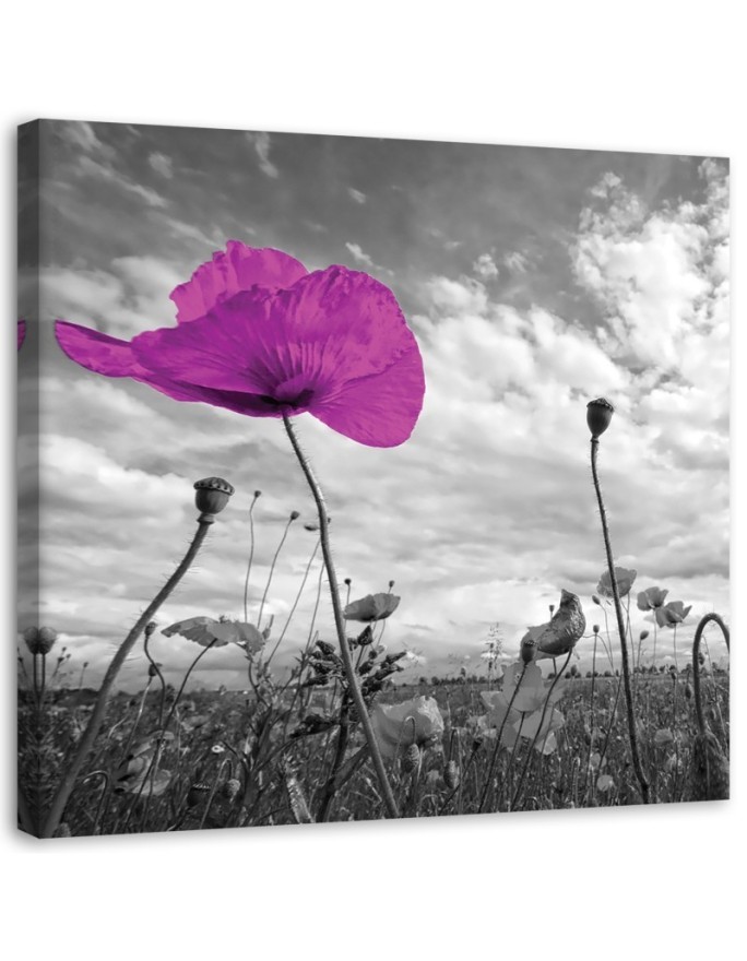 Canvas print modern - Purple poppies | FEEBY