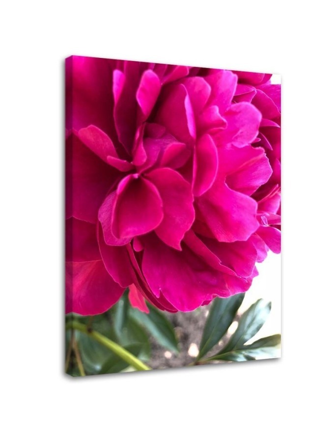 Canvas print - Pink peony | FEEBY