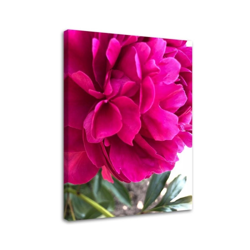 Canvas print - Pink peony | FEEBY