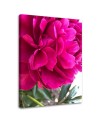 Canvas print - Pink peony | FEEBY