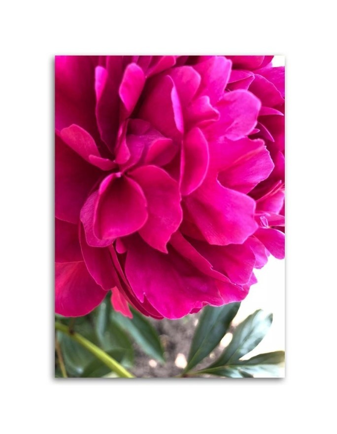 Canvas print - Pink peony | FEEBY