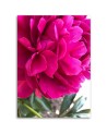 Canvas print - Pink peony | FEEBY