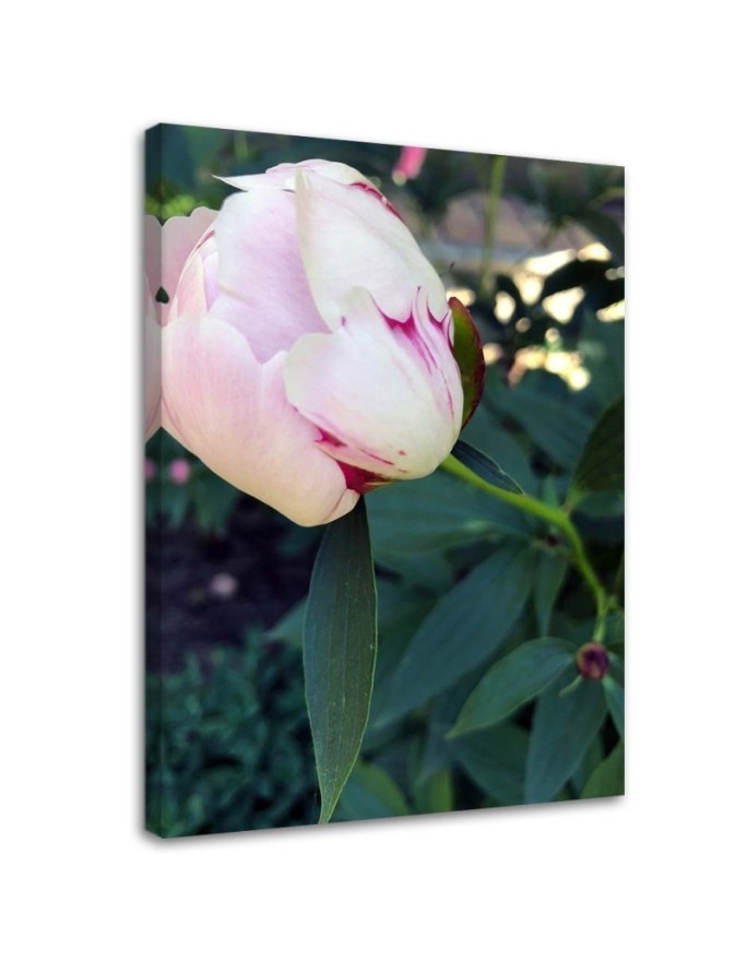 Modern Canvas painting for living room - Pink peony flower | FEEBY