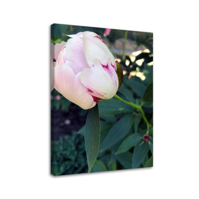 Modern Canvas painting for living room - Pink peony flower | FEEBY