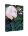 Modern Canvas painting for living room - Pink peony flower | FEEBY