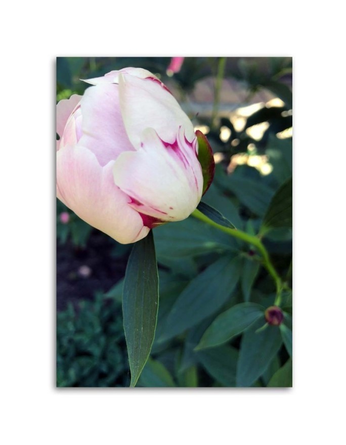 Modern Canvas painting for living room - Pink peony flower | FEEBY