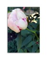 Modern Canvas painting for living room - Pink peony flower | FEEBY