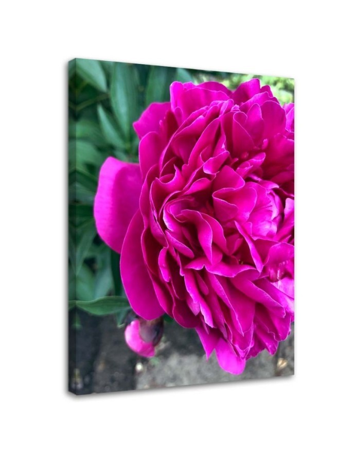 Canvas prints for living room - Flowering peony | FEEBY