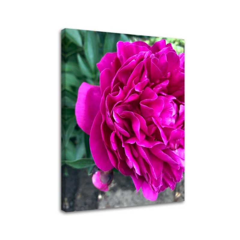 Canvas prints for living room - Flowering peony | FEEBY