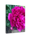 Canvas prints for living room - Flowering peony | FEEBY