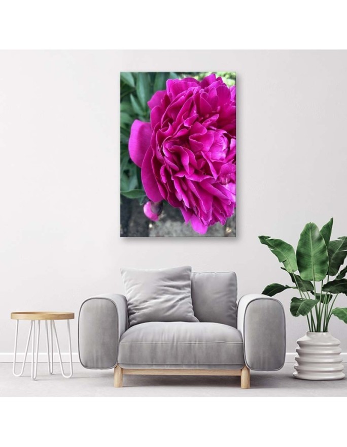 Canvas prints for living room - Flowering peony | FEEBY