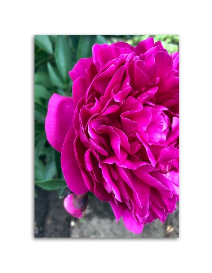 Canvas prints for living room - Flowering peony | FEEBY