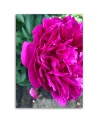 Canvas prints for living room - Flowering peony | FEEBY