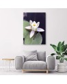 Canvas prints for living room - Water lily | FEEBY