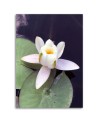 Canvas prints for living room - Water lily | FEEBY