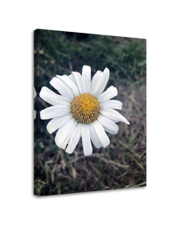 Canvas painting - Chamomile Flower | FEEBY