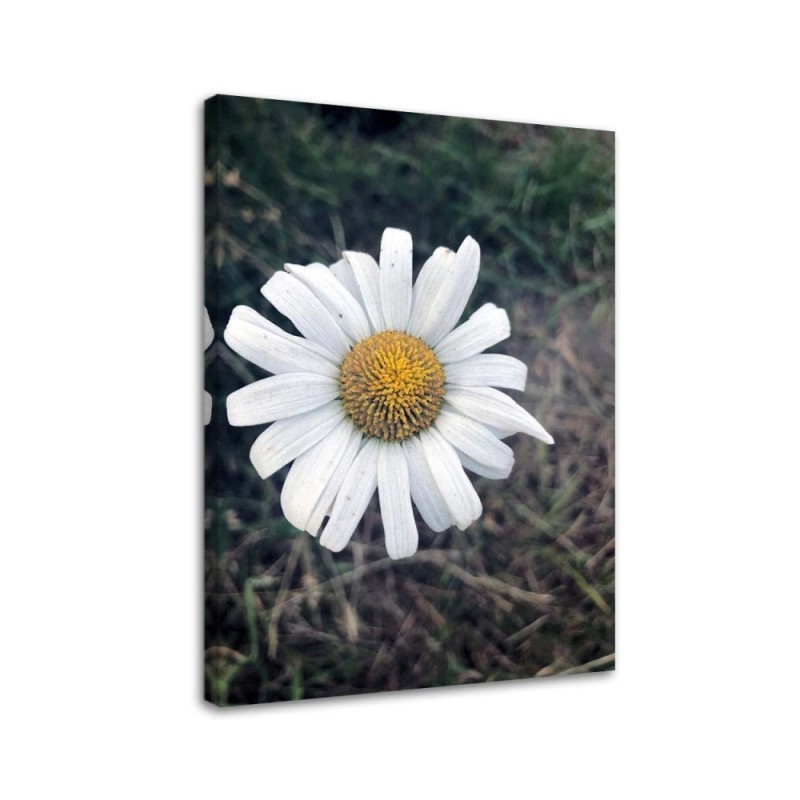 Canvas painting - Chamomile Flower | FEEBY