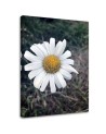 Canvas painting - Chamomile Flower | FEEBY