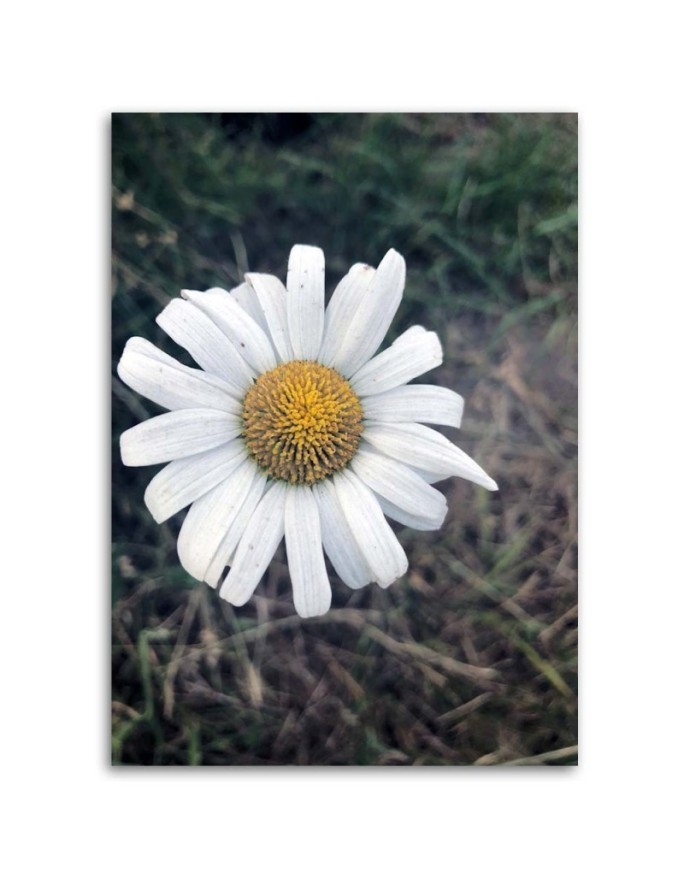 Canvas painting - Chamomile Flower | FEEBY