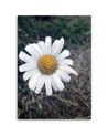 Canvas painting - Chamomile Flower | FEEBY