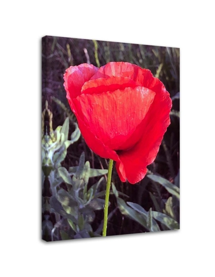 Modern Canvas painting for bedroom - Red poppy | FEEBY