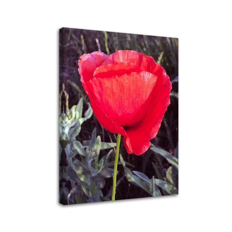 Modern Canvas painting for bedroom - Red poppy | FEEBY