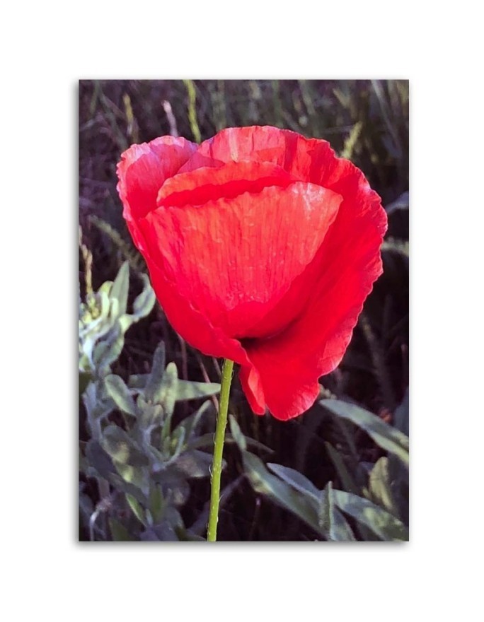Modern Canvas painting for bedroom - Red poppy | FEEBY