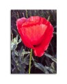 Modern Canvas painting for bedroom - Red poppy | FEEBY