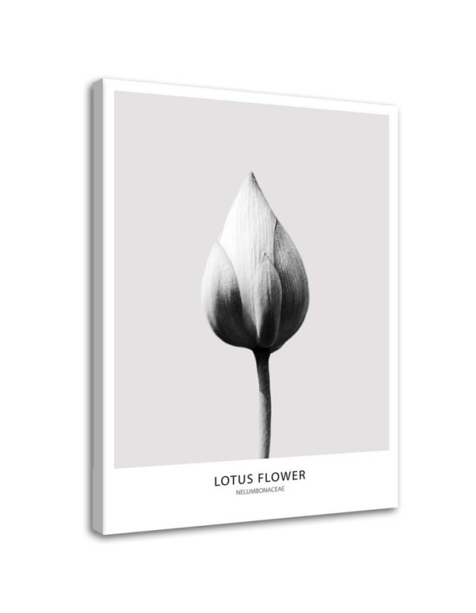 White lotus bud - Modern Canvas painting for the bedroom | FEEBY