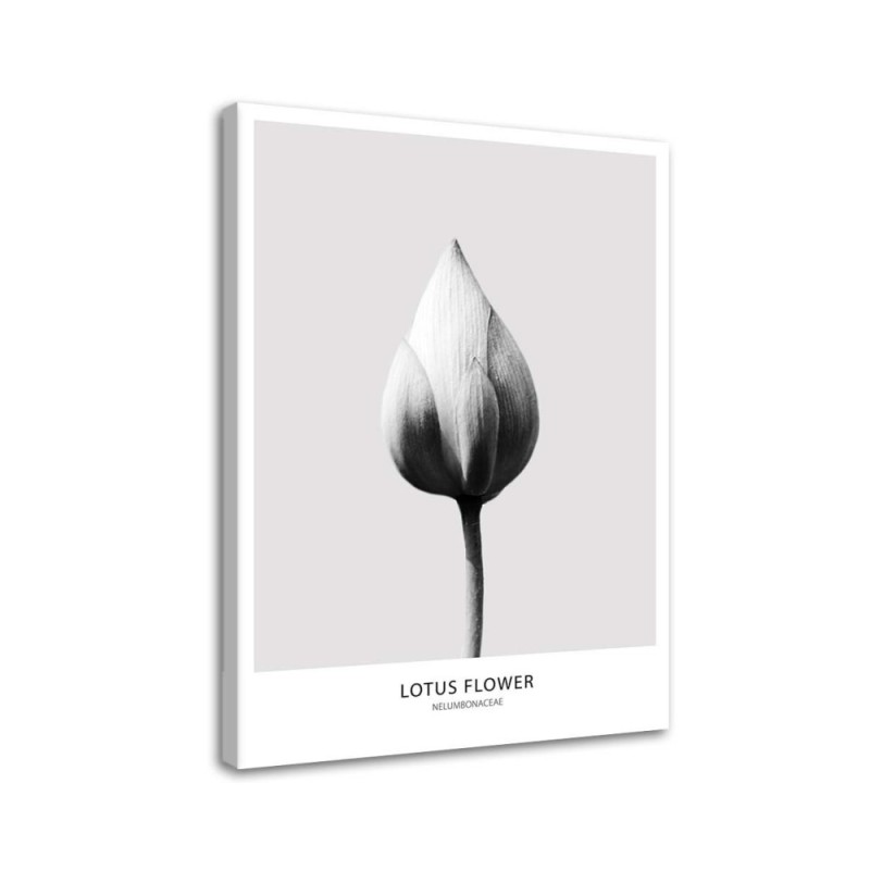 White lotus bud - Modern Canvas painting for the bedroom | FEEBY