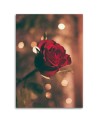 Red rose flower - Canvas painting for living room | FEEBY